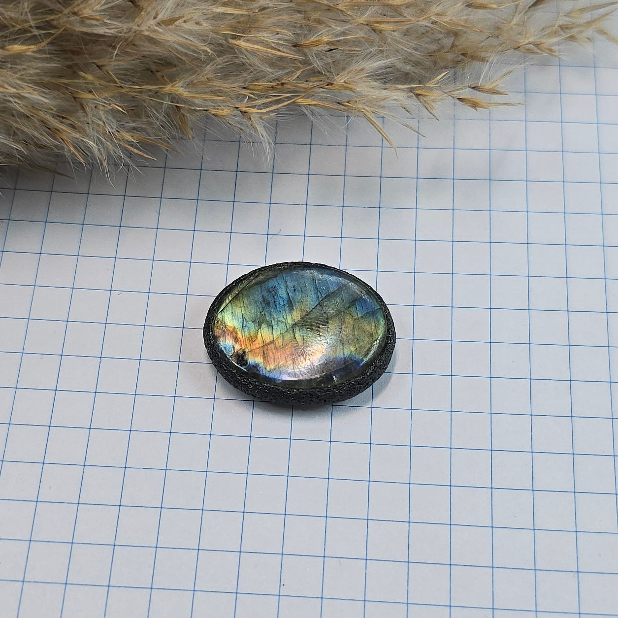 Labradoritas sargas, mažiukas